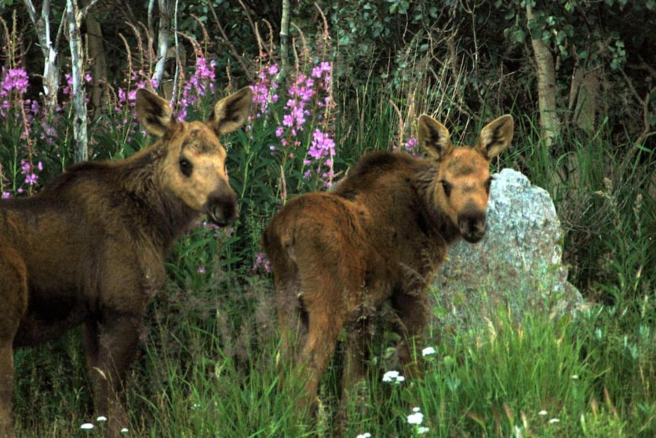 Denali Park 2 Bedroom Mom In Law Healy Dış mekan fotoğraf